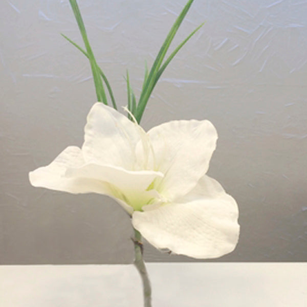 Amaryllis pour vase à niche