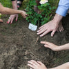 Botanical urn