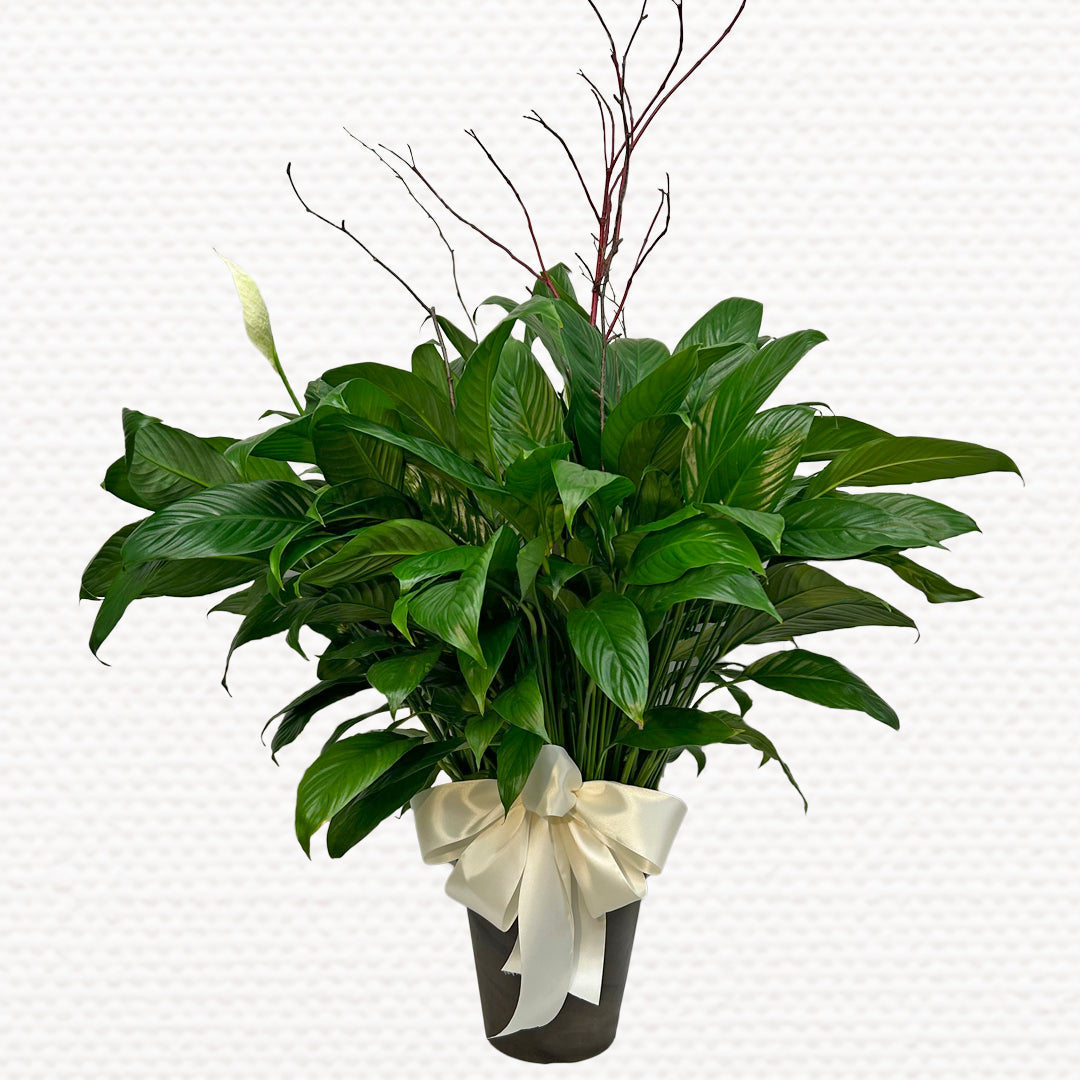 Peace Lily